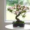 blossom-bonsai-