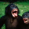 scimmie-bonobo-02.jpg