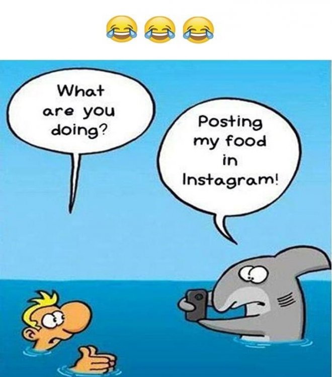 funny pictures shark eating peoples posting instagram.jpg