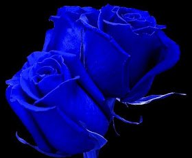 Rose blu.jpg