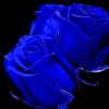 Rose blu.jpg