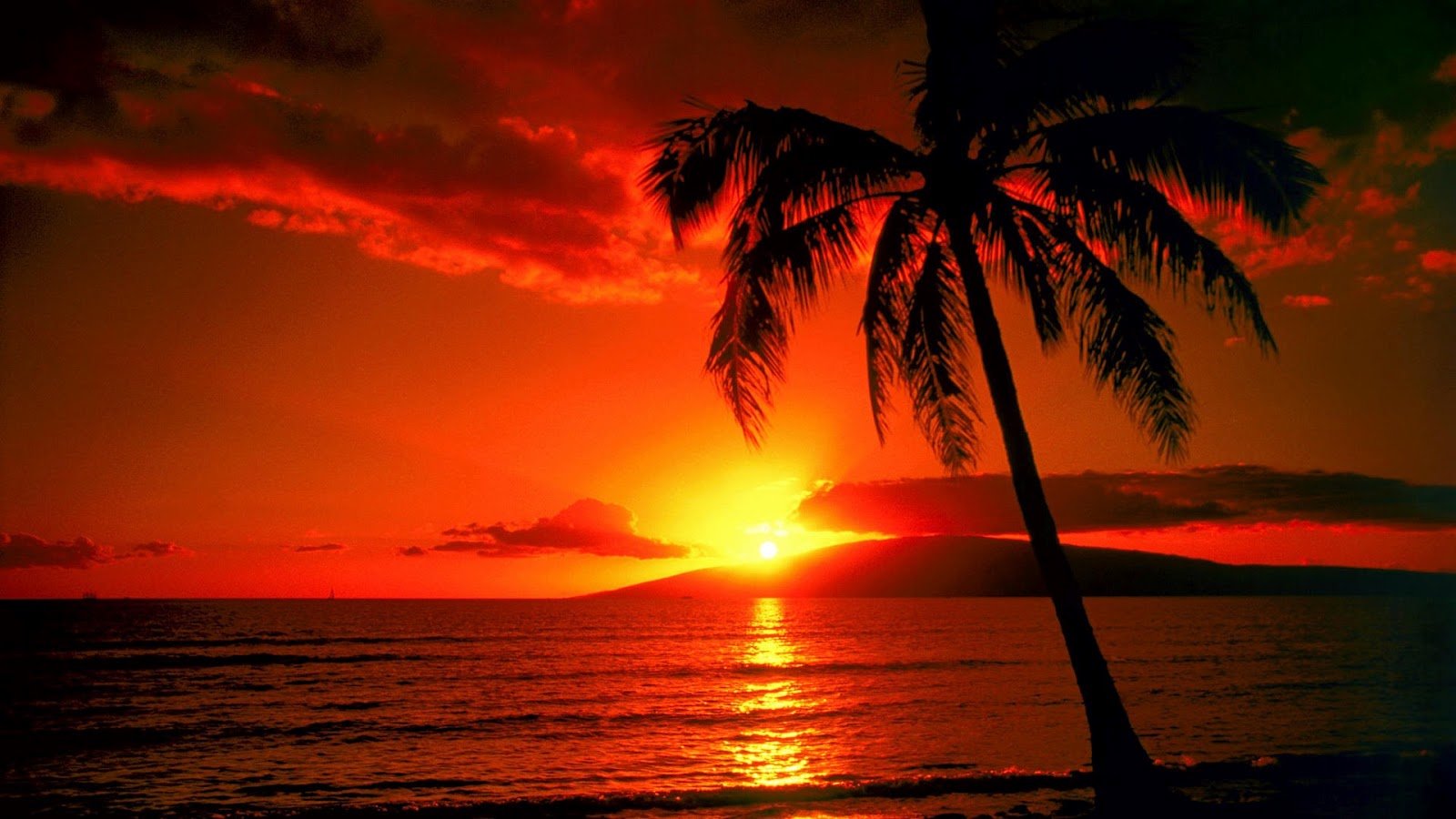 6920300-palm-tree-sunset-wallpaper.jpg