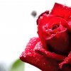 rosa-flor-rocio-gotas-agua-petalos-roja-Fondos-de-Pantalla-HD-professor-falken_com_.jpg