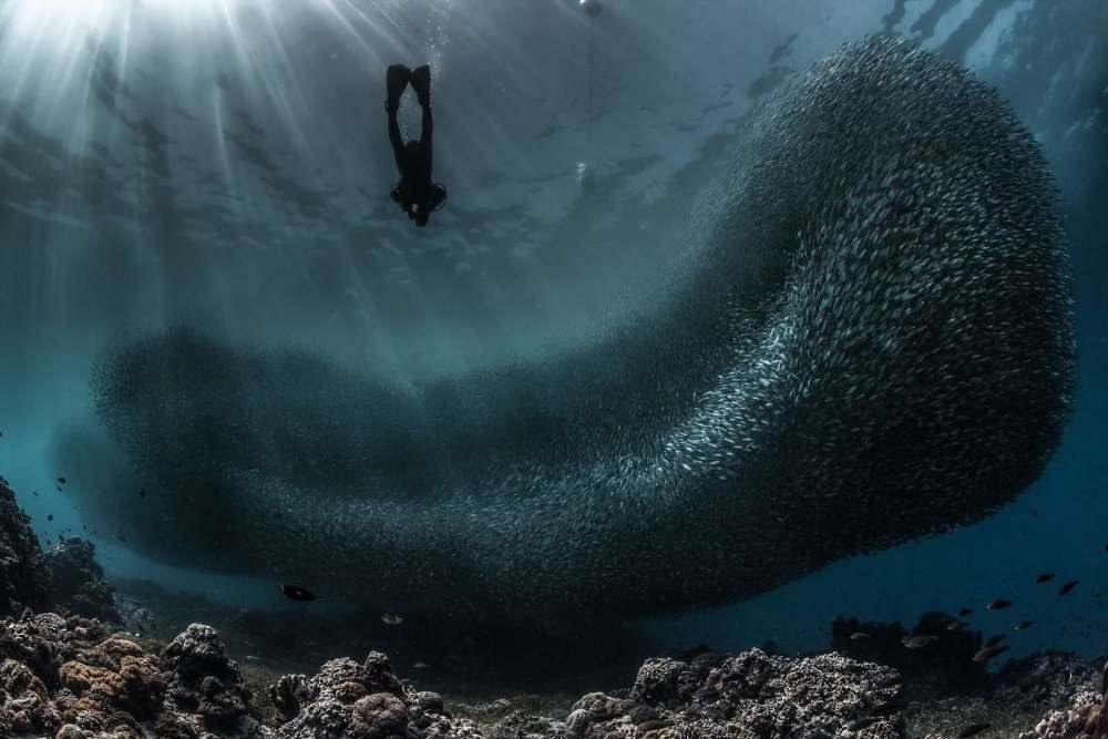 scuba-diving-the-sardines-of-molaboal.thumb.jpg.a5fbcf8194ef4270cd1f3547dfd6c3ef.jpg