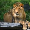 un-leone-africano-riposa-allombra.jpg