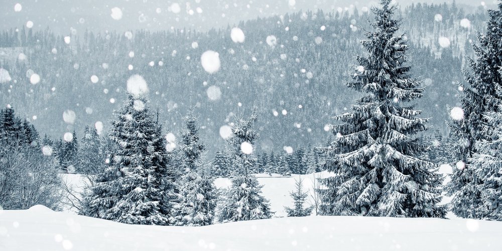 pine-trees-in-christmas-snow.jpg