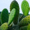 La mia passione per i cactus