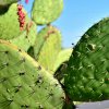 La mia passione per i cactus