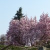 Fioritura di magnolia