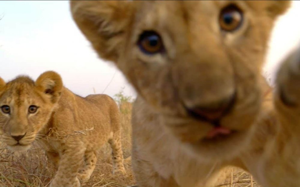 Lion-Cubs-1080x675.jpg