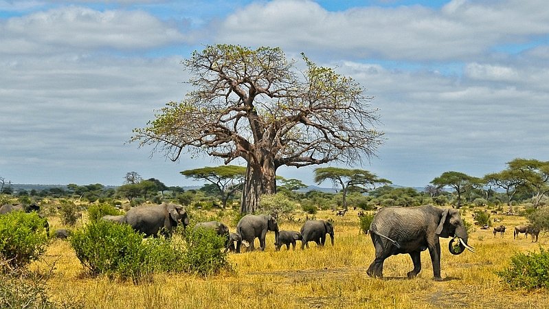 Elefanti africani
