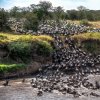 Gnu attraversano il fiume Mara