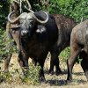 Kenya. Bufalo africano