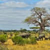 Kenya. Elefanti africani