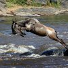 Kenya. Gnu attraversano il fiume Mara