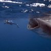 Kenya. Immersioni con lo squalo balena