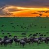Kenya. Masai Mara Reserve