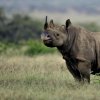 Kenya. Rinoceronti al Nakuru Park