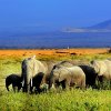 Kenya. Elefanti nel Parco Amboseli