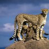 Kenya. Ghepardo ed i suoi piccoli
