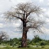 Baobab africano
