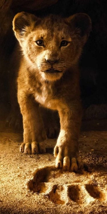 O Rei Leão papel de parede - The Lion King 2019 Wallpapers.jpg