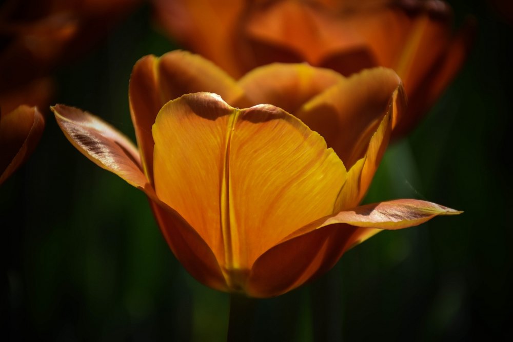 tulipano5.jpg