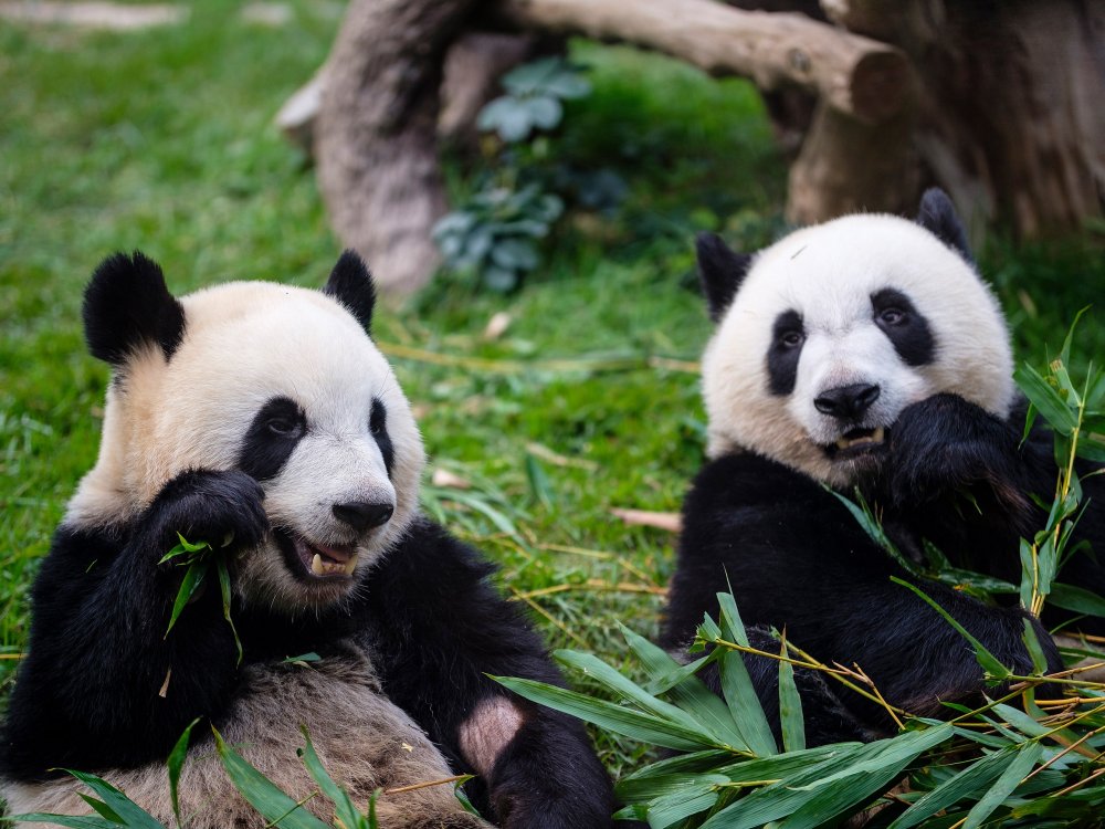 pandas-eating-bamboo.jpg