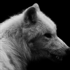 Polar_Wolf.png
