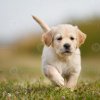 golden-retriever-puppy-running-towards-camera-photo.jpg
