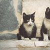 portrait-cute-kittens-1253114.jpg