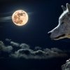 wolf-torque-wolf-moon-cloud-45242.jpeg