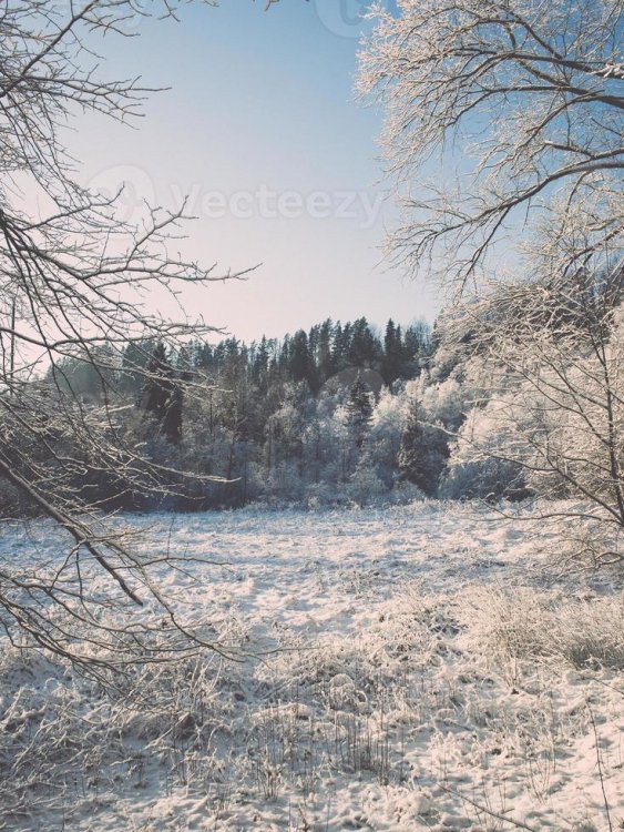 1321850-paesaggio-invernale-innevato-con-alberi-innevati-retro-vintage-foto.jpg