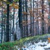 small-tree-stands-covered-snow-clearing-middle-forest-carpathians-large-trees-dense-carpathian-mountains-207675575.jpg