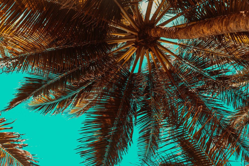 palm-trees-gb748a4184_1920.jpg