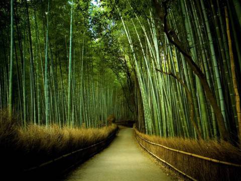 foresta-bamboo-in-giappone-e1408455173487.jpg.43905f1bc7293ae19fe0c19f12cfbefe.jpg