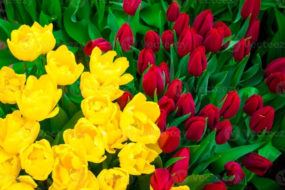 7482815-felice-primavera-festa-del-tulipano-in-citta-giardino-fiori-colorati-foto.thumb.jpg.6a25e968def8e6d78f4e7061f2c6595d.jpg