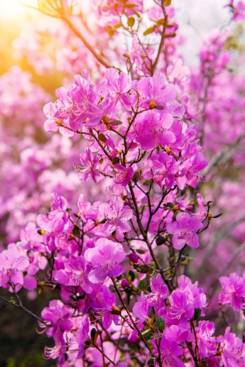 rhododendron-piena-primavera-sulle-montagne-dell-altai-bellissimi-fiori-rosa-lilla-al-sole-sfondo-sfondi-fiorini-156034178.thumb.jpg.46840e1026e65f19776c78d6cd938b57.jpg