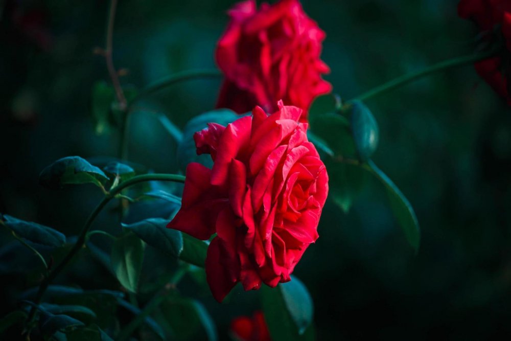 7354144-rose-rosse-che-sbocciano-nel-giardino-estivo-uno-dei-fiori-piu-fragranti-fiori-piu-profumati-belli-e-romantici-gratuito-foto.thumb.jpg.3a5cbdcf8e84400133d8e6a22aa5e4d0.jpg