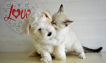 desktop-wallpaper-animal-cat-dog-love-playing-cat-dog-love-thumbnail.jpg.d04fb5c2f1c17dc9ecaa1efdff29317c.jpg