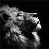 28-285006_687579-title-lion-profile-in-black-and-white.jpg