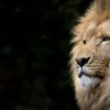 lion-wild-africa-african.jpg