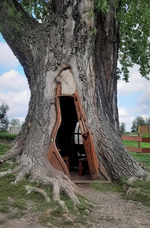 Casa in un albero in Polonia.jpg