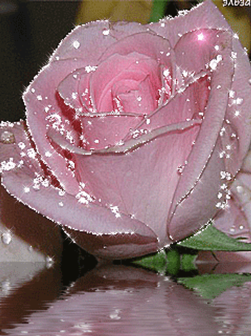 sparkling-pink-rose-flower-mqde5r2ec1yd9ws0.gif.a87c35649a58da5a40e396423baeba10.gif