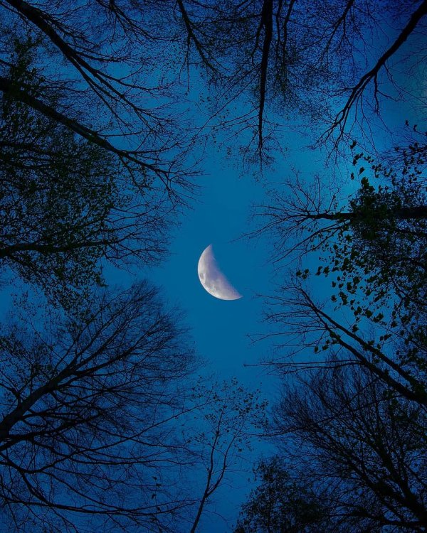 moon-forest-night-nature-wolf-sky-dark-moonlight-fantasy.jpg