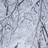 snow-winter-branches-forest-zdkilixqj3fo743p.jpeg