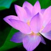 lotus-flower-nymphaea-caerulea-aquatic-plant