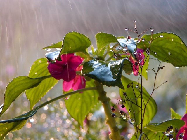 spring-rain-1-1408335.jpg
