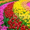 30280288-tulip-flowers-garden-in-spring-background-or-pattern.jpg