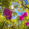 6159171-primavera-fiore-parco-natura-paesaggio-di-fiori-e-tulipani-splendido-paesaggio-esterno-incantevole-floreale-colorato-natura-sfondo-giornata-di-sole-primo-piano-tulipani-con-alberi-foto.jpg
